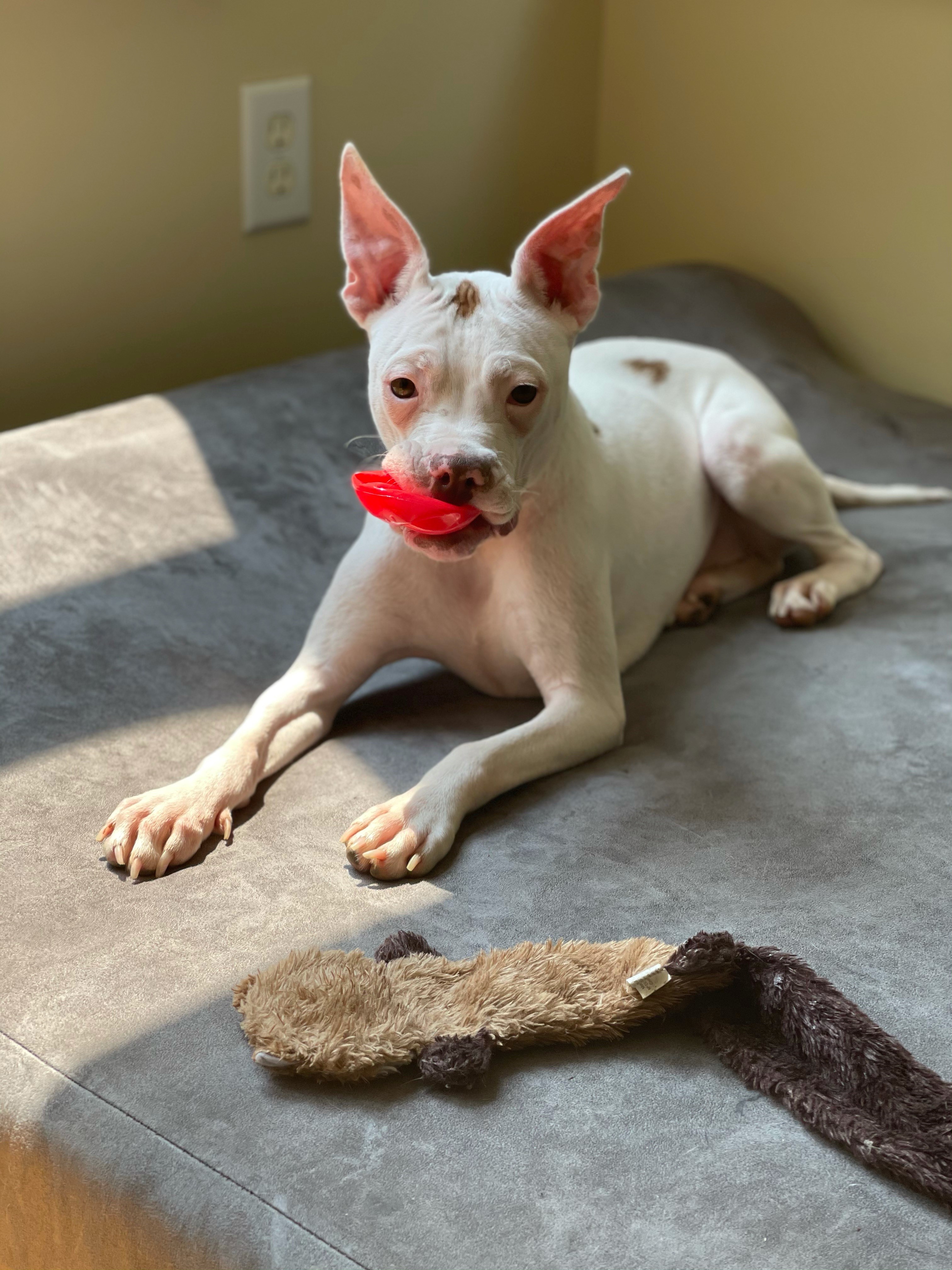 Baby pit bull birth defects with help from Cornell